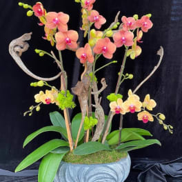 Orchid arrangement in a gray bowl with peach and yellow blooms