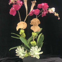 Potted orchid arrangement with pink blooms and pale succulents
