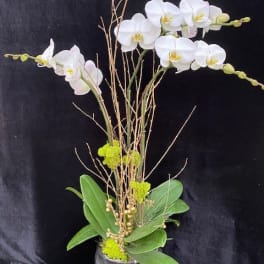 White orchid arrangement in a gray pot with branches and green leaves