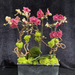 Pink orchids arranged in a rectangular planter with bright moss accents