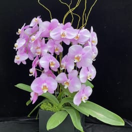 Pink orchids arranged in a black square planter