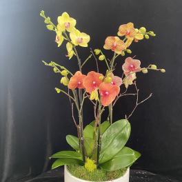 Potted orchid arrangement with yellow and orange blooms in a white container