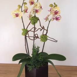 Potted orchid arrangement with yellow-speckled blooms and a dark square planter