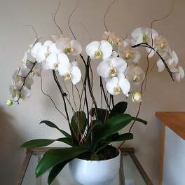 White orchid plant in a white pot with arching stems