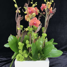 Orange orchids in a white rectangular planter with green moss and driftwood