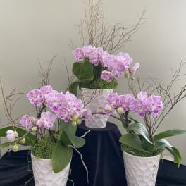 Three orchid arrangements in white textured pots with pink blooms