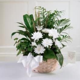 Basket of mixed green plants with white daisy-like flowers and a white bow