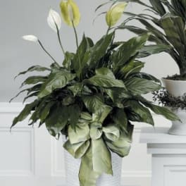 Peace Lily