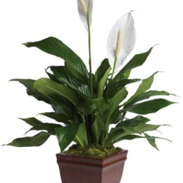Lovely One Spathiphyllum Plant