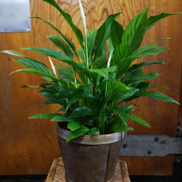 Potted peace lily plant with white blooms in a brown container