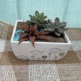 SUCCULENT PLANTER-$35