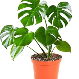 SMALL MONSTERA PLANT