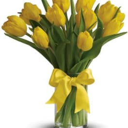 Sunny Yellow Tulips
