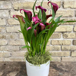 Lovely Calla II