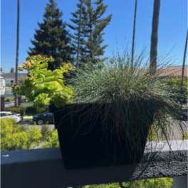 Potted succulent and ornamental grass arrangement in a black planter