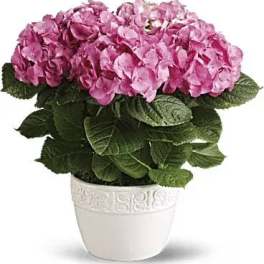 Potted pink hydrangea plant in a white ceramic container