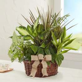 Mixed green houseplants in a wicker basket with a burlap bow