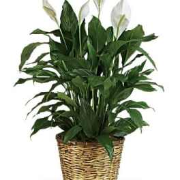 Potted peace lily in a woven basket planter