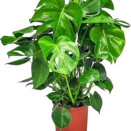 LARGE MONSTERA PLANT