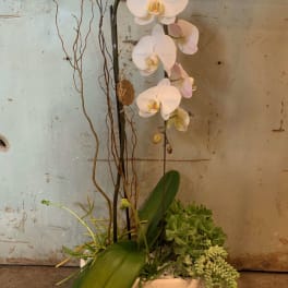 White orchid arrangement in a white container with succulents