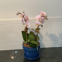 Potted orchid plant with pale pink blooms in a blue ceramic pot