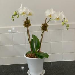 Hampton's Summer Season Double Stem Mini Phalaenopsis Orchid Planter