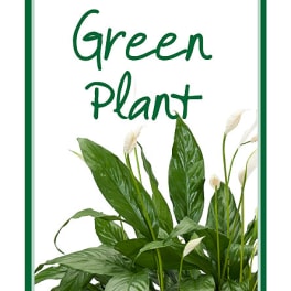 Green plant sign with white flowers and a green border