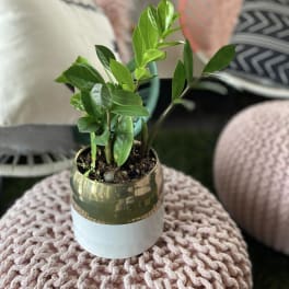 Small potted green plant in a gold and white container