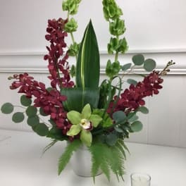 Orchid arrangement in a white vase with green and burgundy blooms