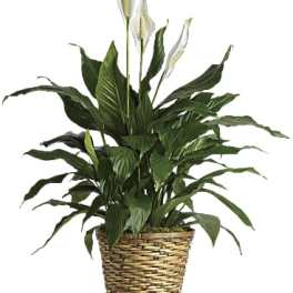 Simply Elegant Spathiphyllum