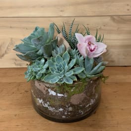 Succulent arrangement in a glass bowl with a pink orchid bloom