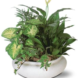 Mixed green houseplants in a white ceramic planter