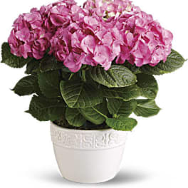 Pink hydrangea plant in a white decorative pot