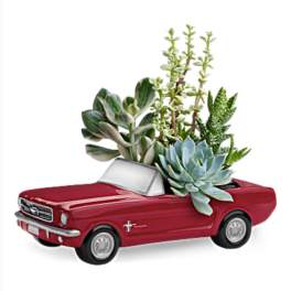 Succulent arrangement in a red toy pickup truck planter