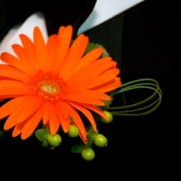 Orange gerbera daisy boutonniere with green berries on a black background