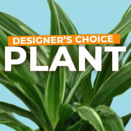 Green houseplant with Designer's Choice Plant text on blue background