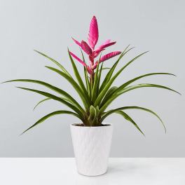 Potted plant with long green leaves and bright pink flower spikes