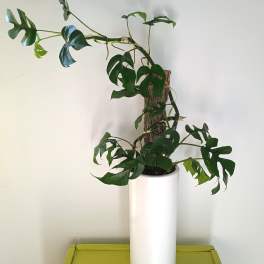 Potted climbing plant with split green leaves in a white vase
