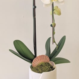 White orchid plant in a tall white pot with moss and shells