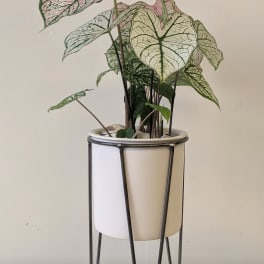 Potted caladium plant in a white planter on a black metal stand