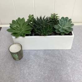 Succulent Garden