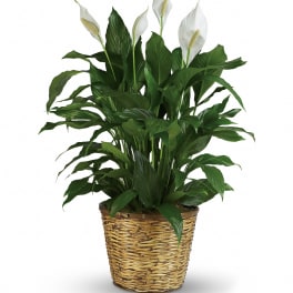 Potted peace lily with white blooms in a woven basket