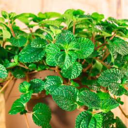Potted plant with dense textured green leaves