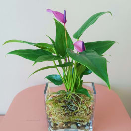 Potted anthurium plant with pink flowers in a clear glass container