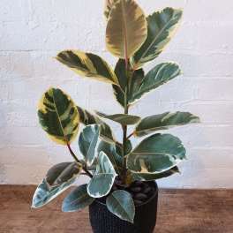 Variegated rubber plant in a black pot