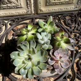 Potted succulent arrangement with green and pink rosettes