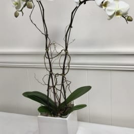 White orchid plant in a square white pot