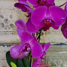 Purple orchids in a white textured pot with unopened buds