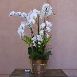 White orchid arrangement in a wooden pot on a table