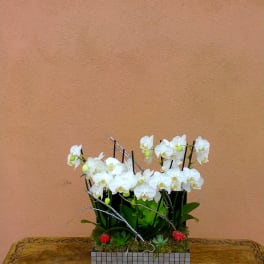 White orchids arranged in a rectangular mosaic planter on a table